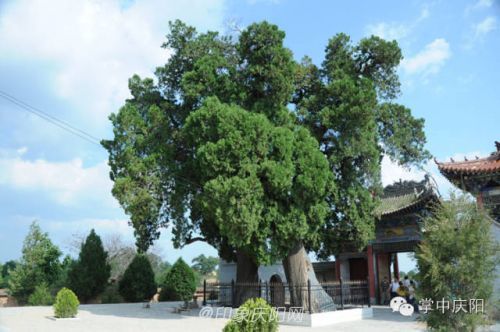 宁县湘乐镇宇村郭显庙内的两棵古侧柏，树龄2000年左右，是庆阳市古树名木中树龄最大的。