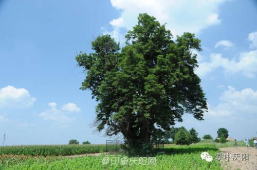 宁县湘乐镇的楸树，树龄1300年。