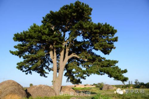 庆城县南庄乡油松，树龄230年。