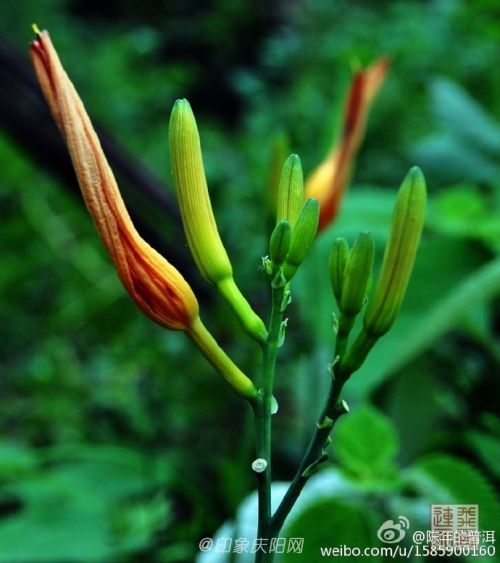 慶陽特產(chǎn)黃花菜又名忘憂草、萱草，是中國的母親花