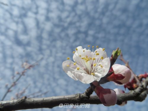 杏花與藍天
