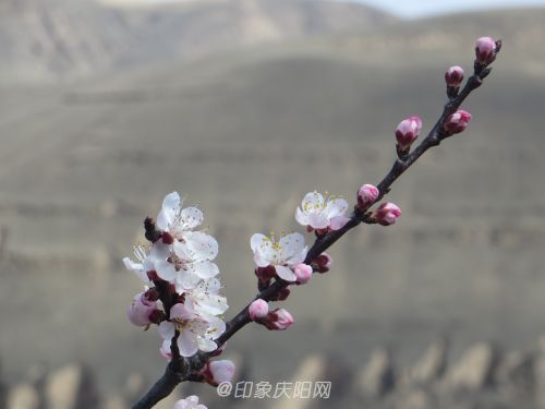 大山里的杏花