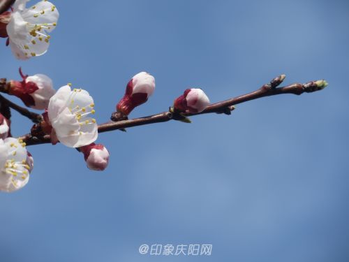 藍天之下杏花盛開