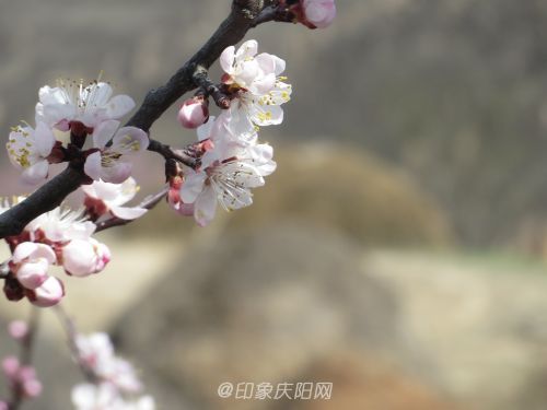 打麥場上杏花開