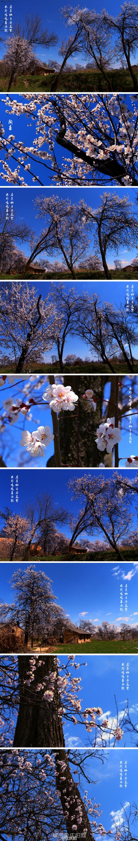 #印象慶陽#林外鳴鳩春雨歇,屋頭初日杏花繁。