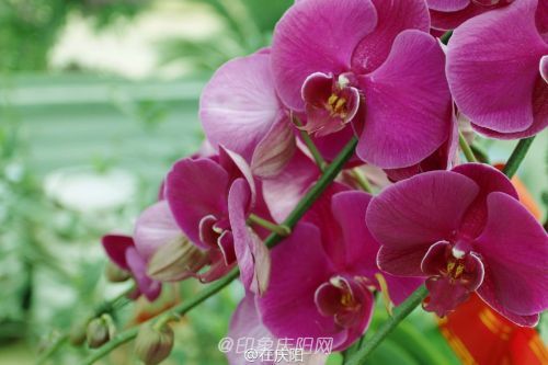 一片花瓣一個夢， 羽化成蝶競翩躚。攝影@在慶陽