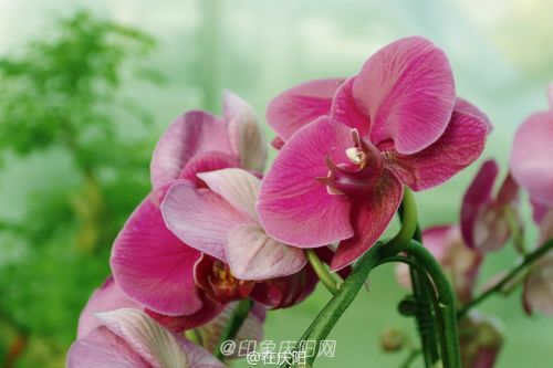 一片花瓣一個夢， 羽化成蝶競翩躚。攝影@在慶陽