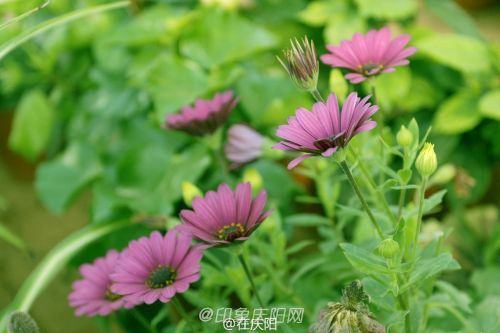 一片花瓣一個夢， 羽化成蝶競翩躚。攝影@在慶陽