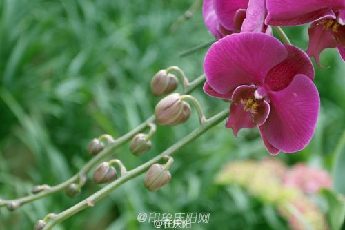 一片花瓣一個夢， 羽化成蝶競翩躚。攝影@在慶陽