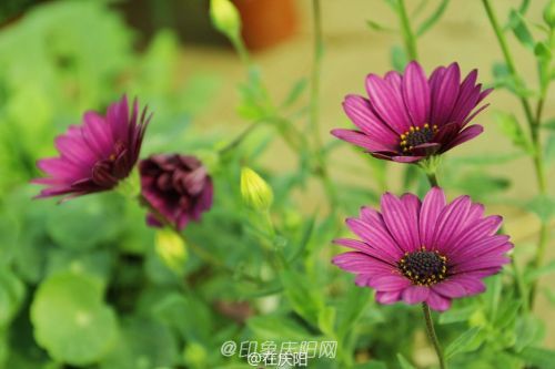 一片花瓣一個夢， 羽化成蝶競翩躚。攝影@在慶陽