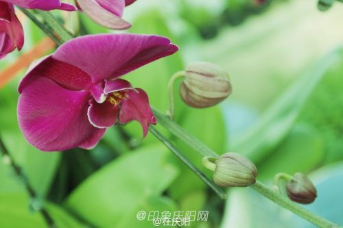 一片花瓣一個夢， 羽化成蝶競翩躚。攝影@在慶陽