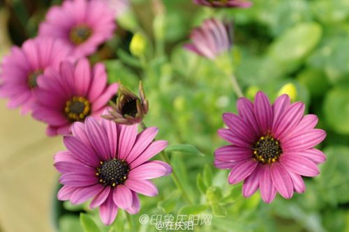 一片花瓣一個夢， 羽化成蝶競翩躚。攝影@在慶陽