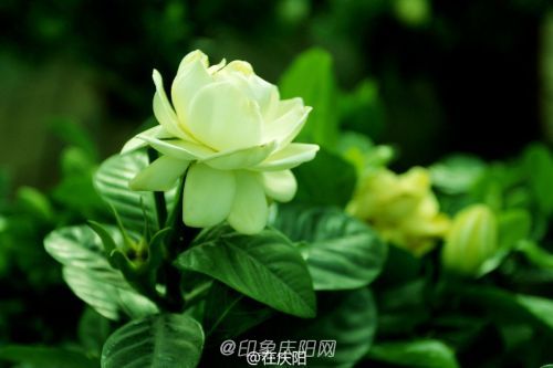 一片花瓣一個夢， 羽化成蝶競翩躚。攝影@在慶陽