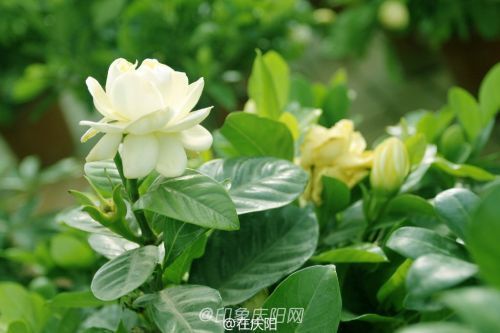 一片花瓣一個夢， 羽化成蝶競翩躚。攝影@在慶陽