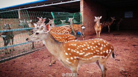 6bd61591jw1esnv8wu445j21ls0wg7wi