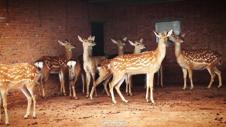 6bd61591jw1esnv95fbqij21ls0wghdt