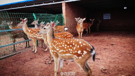 6bd61591jw1esnv92y4e9j21ls0wg4qq