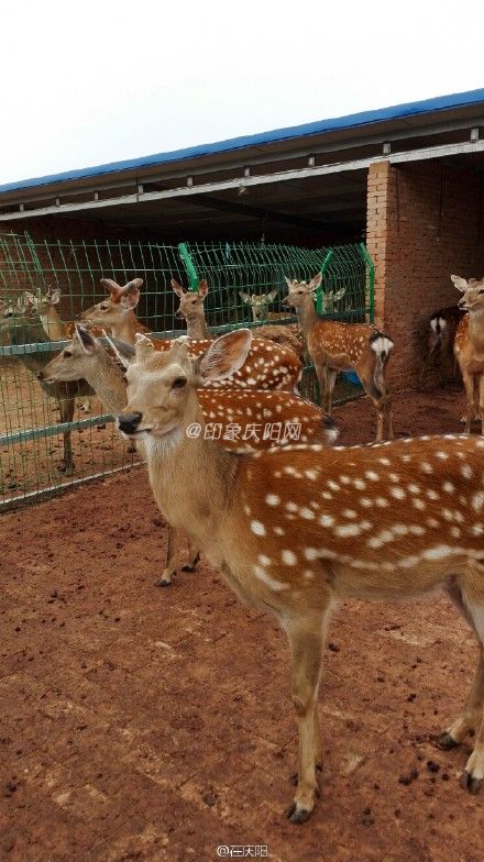 6bd61591jw1esnv96v3v6j20kr110av7