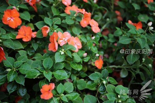 效果更清晰 HOYA防靜電系列CPL濾鏡試用