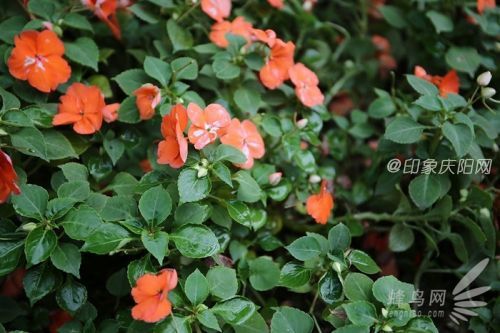 效果更清晰 HOYA防靜電系列CPL濾鏡試用