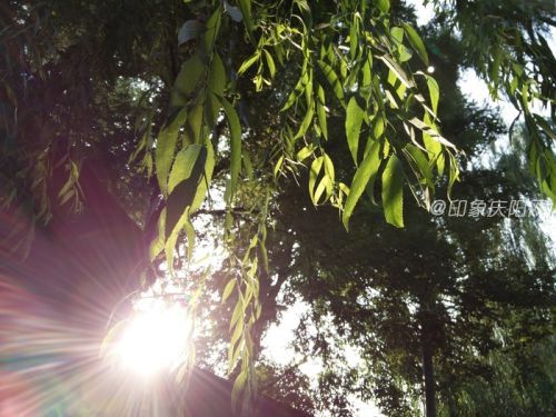 1300萬像素大底傳感器 一加手機2成像測試