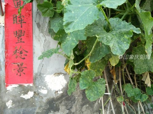 1300萬像素大底傳感器 一加手機2成像測試