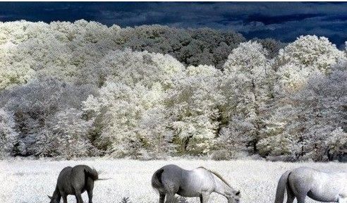 鬼魅的紅外攝影技巧