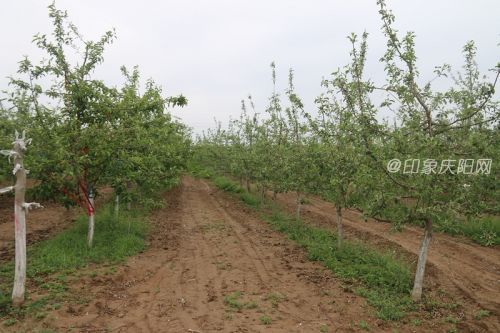 溝畎村蘋果產業(yè)基地