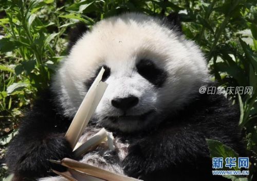 （社會(huì)）（1）藏在綠水青山間的大熊貓&ldquo;幼兒園&rdquo;