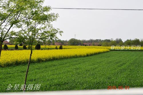 春天15