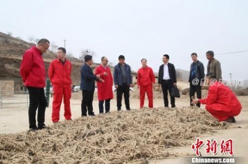 圖為企地領(lǐng)導(dǎo)調(diào)研扶貧種植合作社板藍根收貨情況。(資料圖) 周沛龍 攝