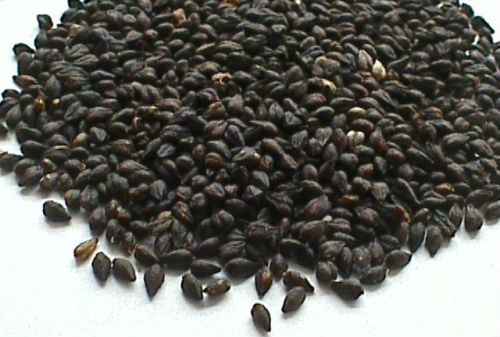 舌尖上的庆阳:特色美食—环县荞麦