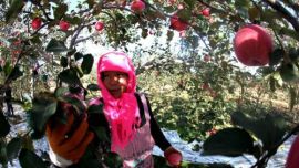 庆阳23.7万户果农喜摘“金苹果” 产值逾11.89亿元