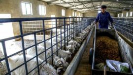 庆阳肉绒羊饲养量达345万只 成农民致富新的“加速器”