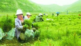 庆阳市深入推进苗林结合培育“再造一个子午岭”工程纪实（图）