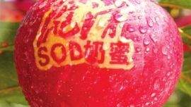 庆阳SOD奶蜜苹果一个1660元 网友惊叹：果真贵
