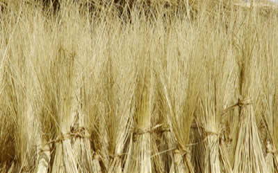 正宁簸箕采用山柳条精工编制,以工艺精细,结构灵巧,扬箕顺手,结实耐用