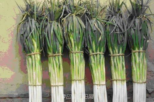 庆阳市正宁县宫河大葱荣获国家地理标志认证