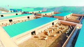 庆阳市启动实施千万只肉羊产业发展规划