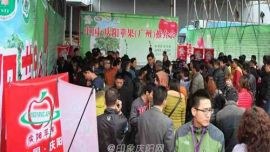 庆阳苹果进入广州市民“果篮子”（图） 