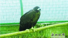 庆阳森林公安民警去年成功救助野生动物12只