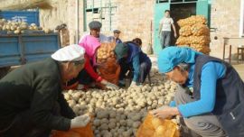 当洋芋从菜“熬”成饭