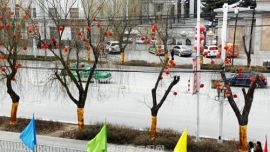 庆阳街头大树“裹金衣” 变身“土豪”亮闪闪