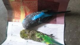 庆阳：鹦鹉殉情双双死亡 鸟且如此人何所思