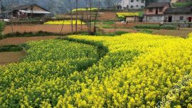 春不语，却能催醒百花。花不语，花却能醉人心田。