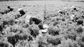 庆阳：黄土原上 添绿致富  