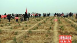 团市委组织开展“保护母亲河美丽中国梦”青少年义务植树活动