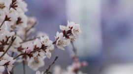 又見桃花開——印象慶陽(yáng)攝影協(xié)會(huì)