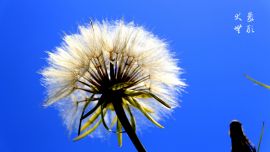 凡事隨緣 圖文/@在慶陽(yáng)【印象慶陽(yáng)網(wǎng)】