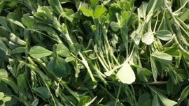 春雨过后  庆阳本地市民争相采摘苜蓿菜（图）  